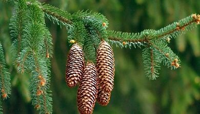 Treatment of neck osteochondrosis spruce cones
